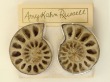 Amy Kahn Russell Very Large Prehistoric Ammonite Clip Earrings
