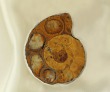 Ammonite Fossil Ring
