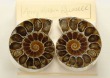 Ammonite Fossil Pin-Pendant
