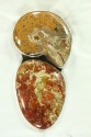 Fossilized Ammonite Lever Back Earrings