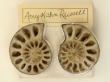 Opalized Large Ammonite Pin-Pendant