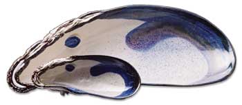 Mussels and More Large Mussel