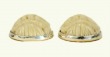 Carved Bone Post Earrings