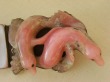 Amy Kahn Russell Carved Pink Opal Pin-Pendant