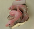 Amy Kahn Russell Carved Pink Opal Pin-Pendant