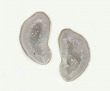 Natural Geode Clip Earrings
