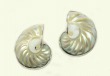 Amy Kahn Russell Medium Nautilus Shell Clip Earrings