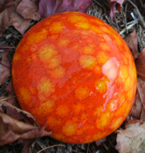 Orange Crush--Click to enlarge