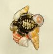 Sea Life Ring